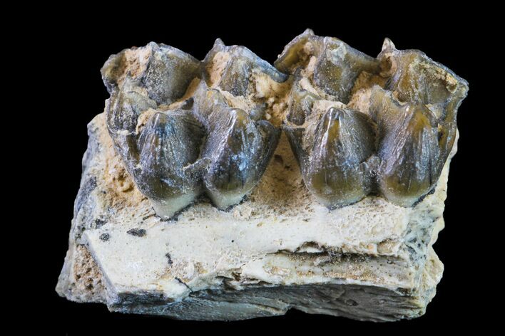 Fossil Horse (Mesohippus) Jaw Section - South Dakota #157450